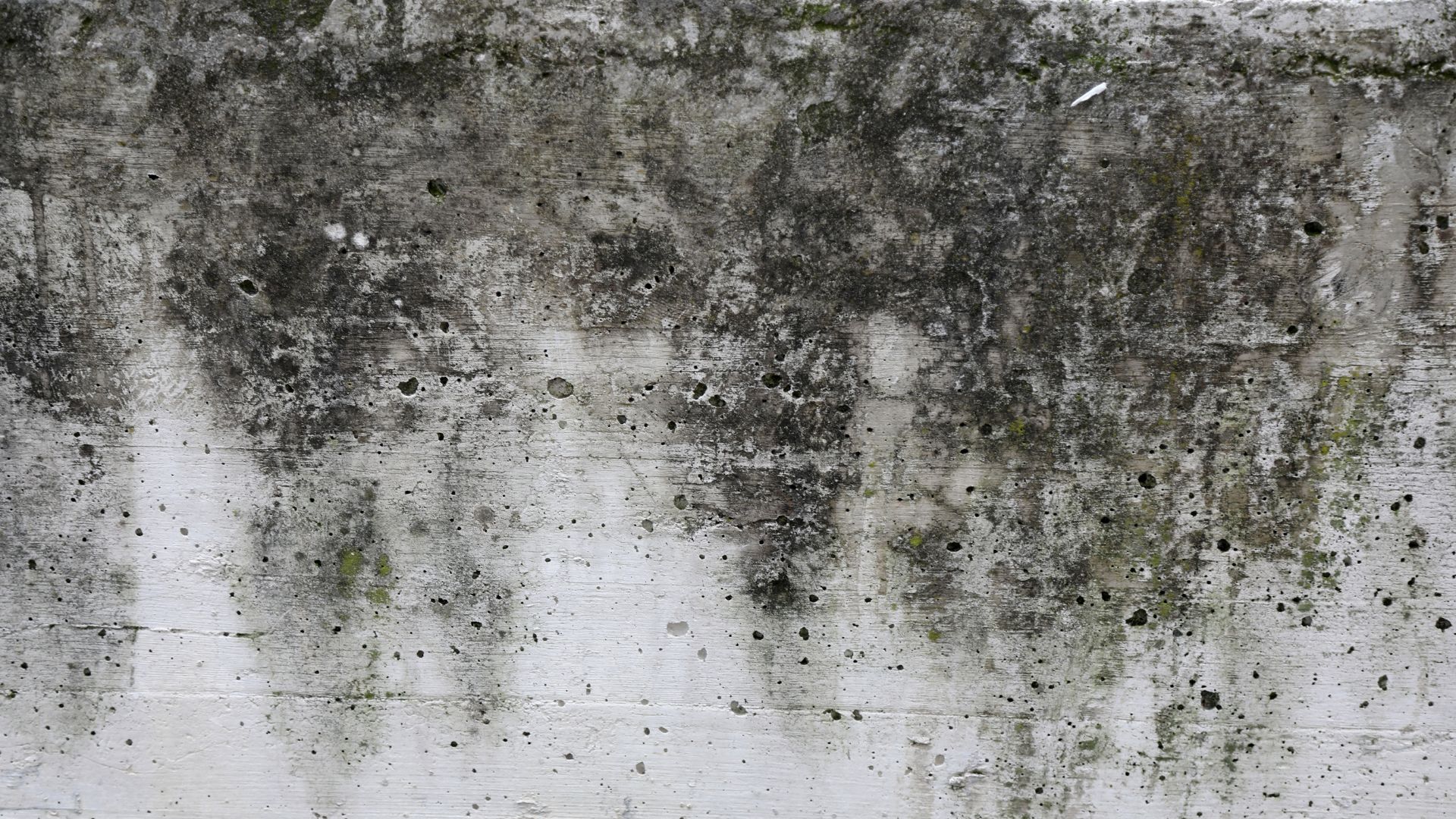 Close-up view of mold growth on concrete wall surface.