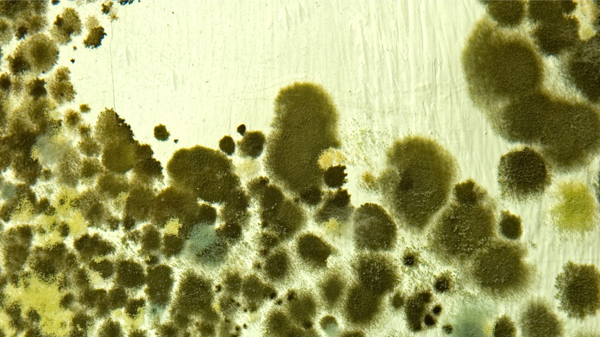 Close-up of green mold spores on a light surface