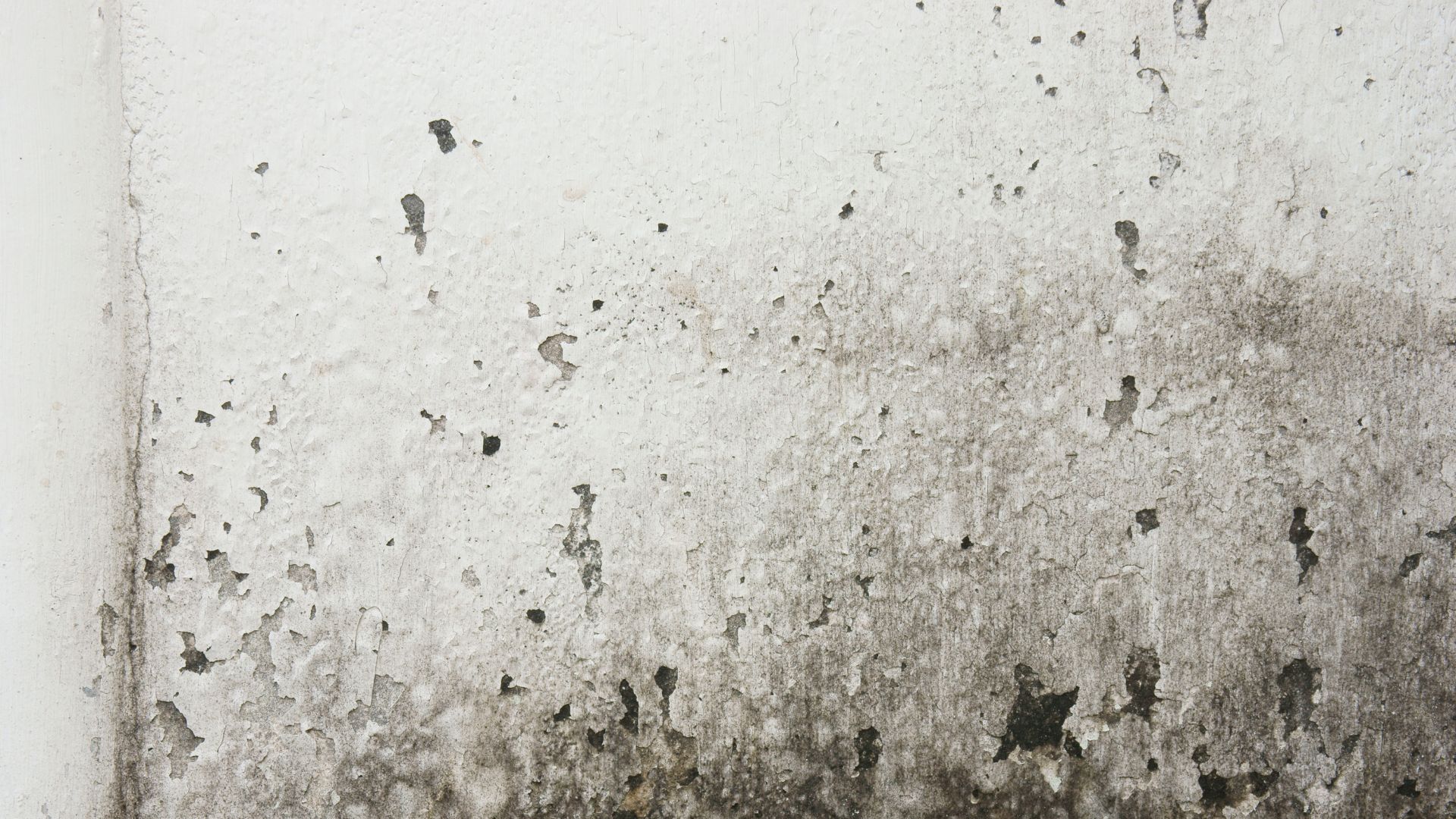 Wall with visible mold growth, needing remediation service.