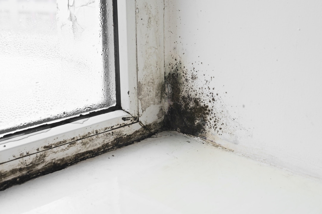 Mold growth on window sill affecting indoor air quality and family health
