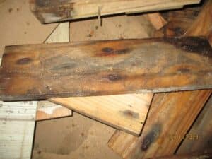 Moldy and water-damaged wood requiring remediation