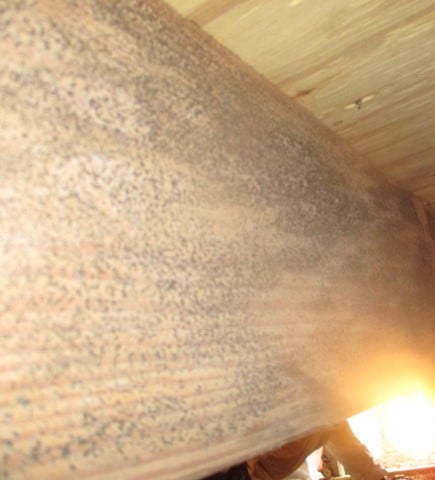 Suspected black mold on crawlspace beam in need of remediation.